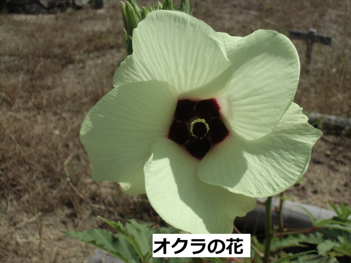 あさひ乃苑花と畑 写真集